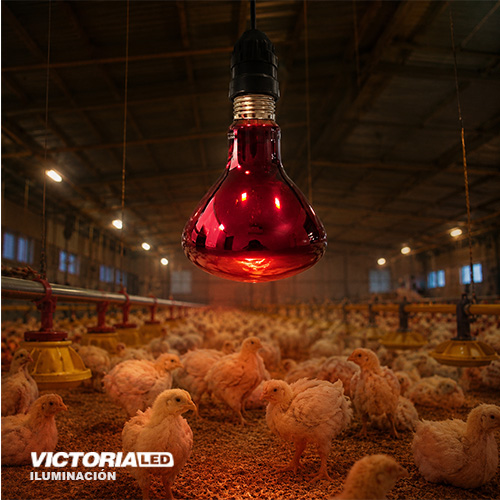 FOCO LED INFRAROJO VICTORIA 250W 40U/C